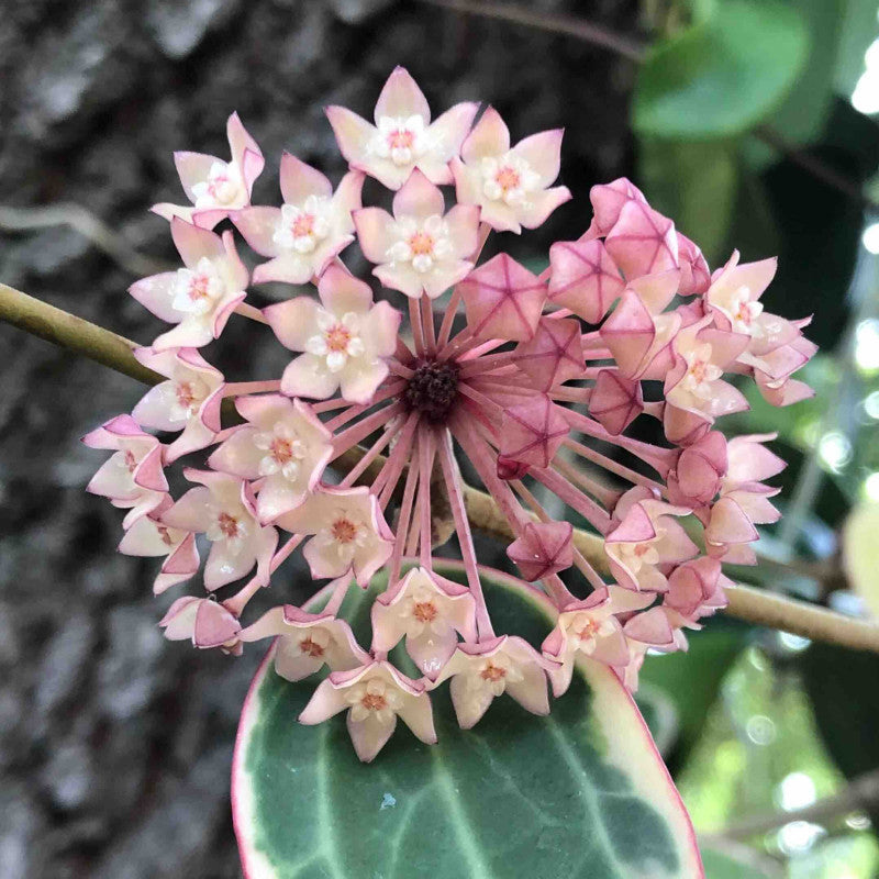 Hoya Macrophylla "Pot of gold"