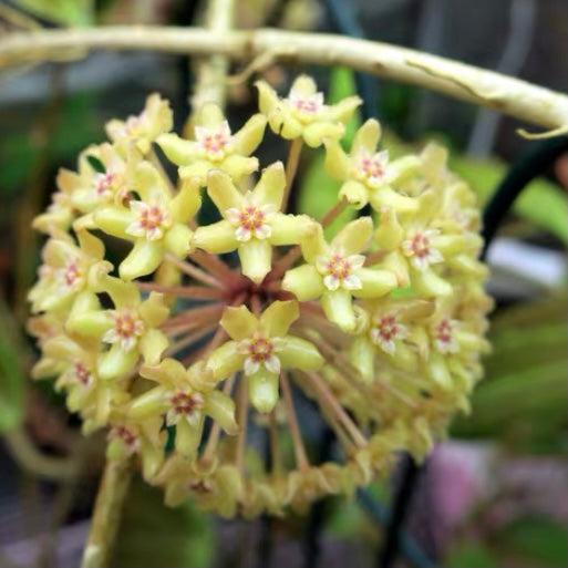 Hoya quinquenervia