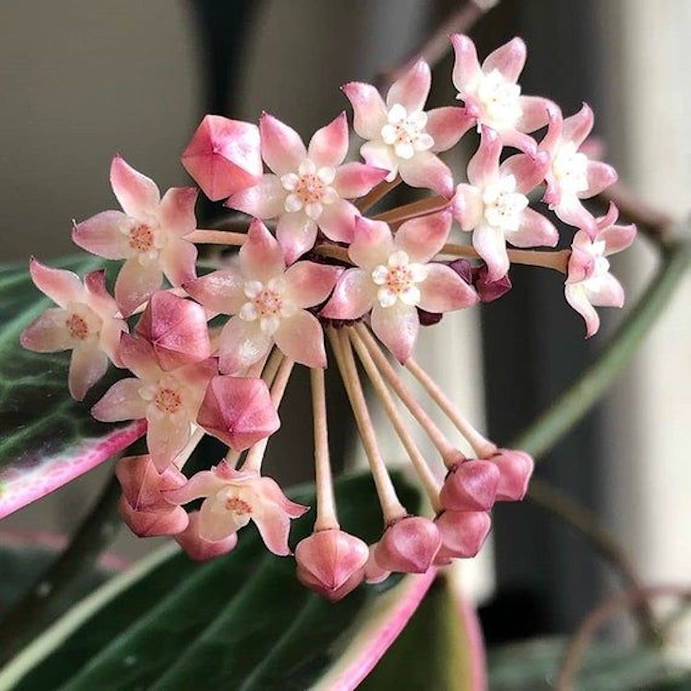 Hoya latifolia Albomarginata "star of Bali"