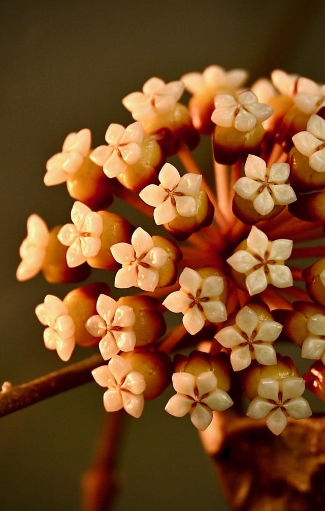 Hoya Callistophylla