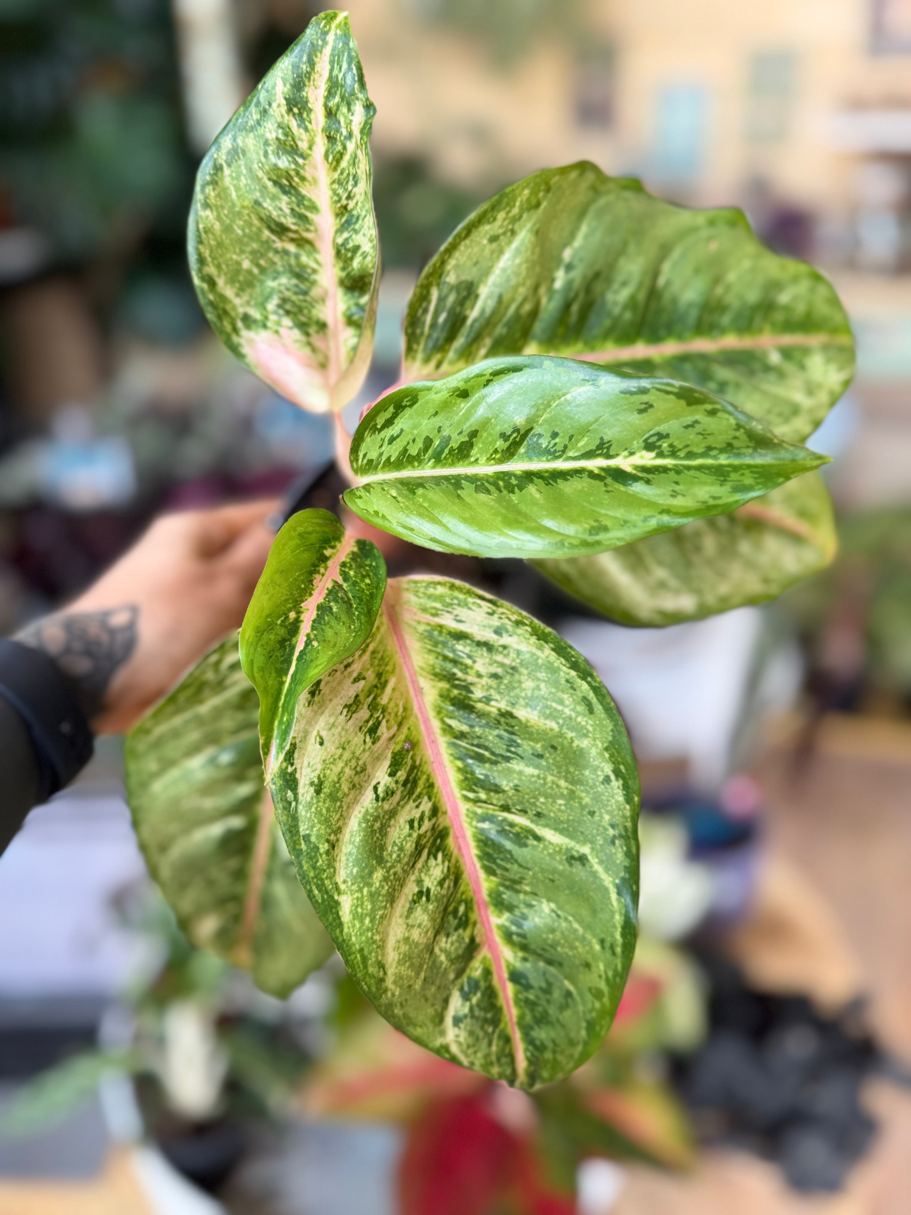 Aglaonema Pistacchio Pink