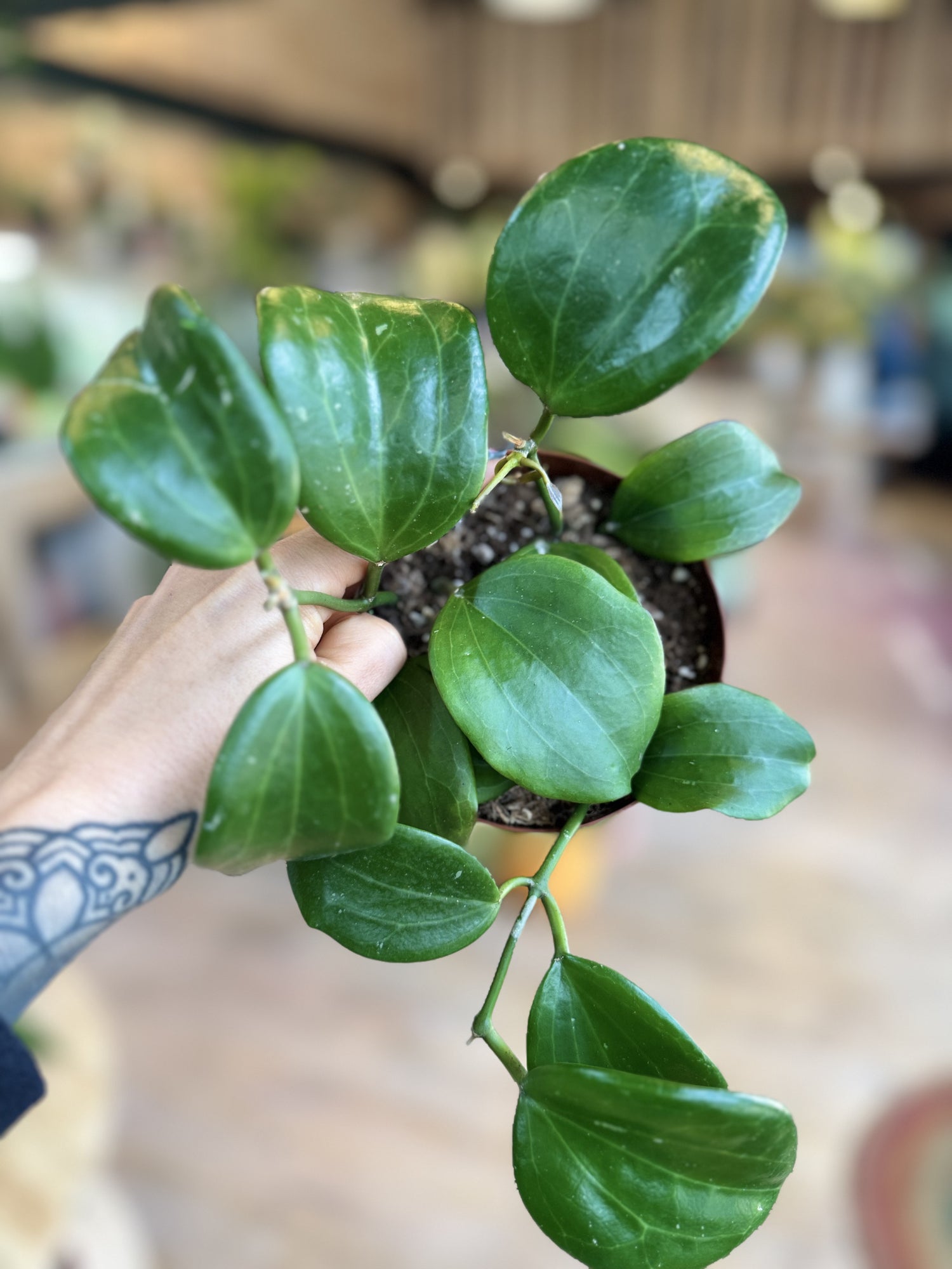 Hoya quinquenervia