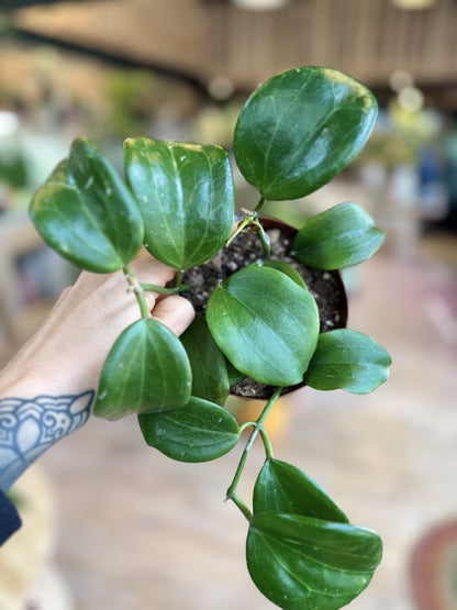 Hoya quinquenervia