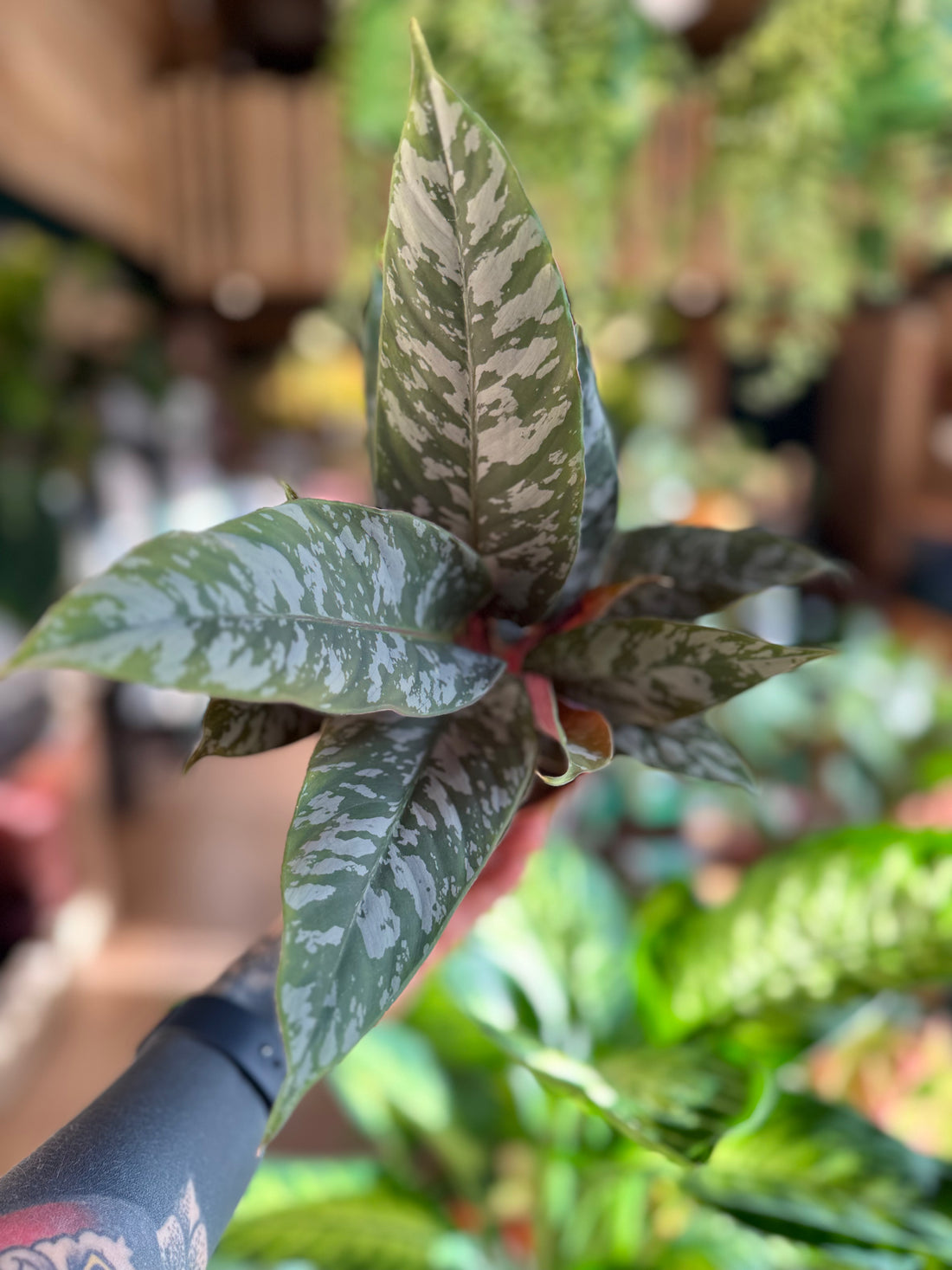 Apoballis Acumininatissima