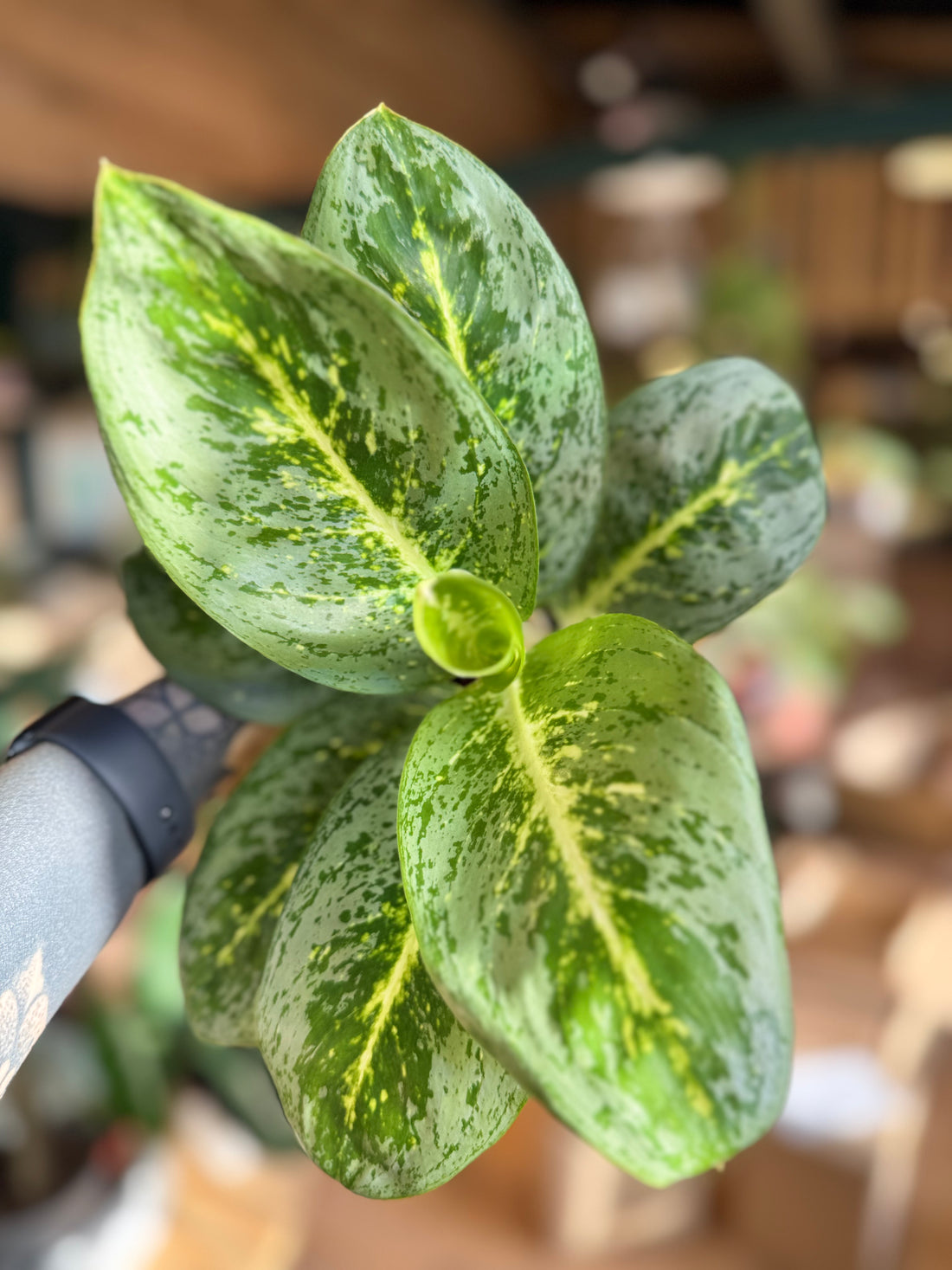 Aglaonema Lemon mint