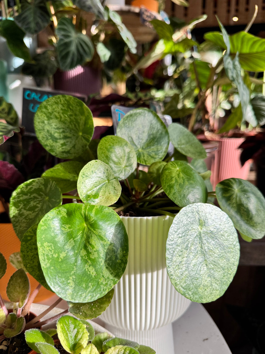 Pilea Mojito