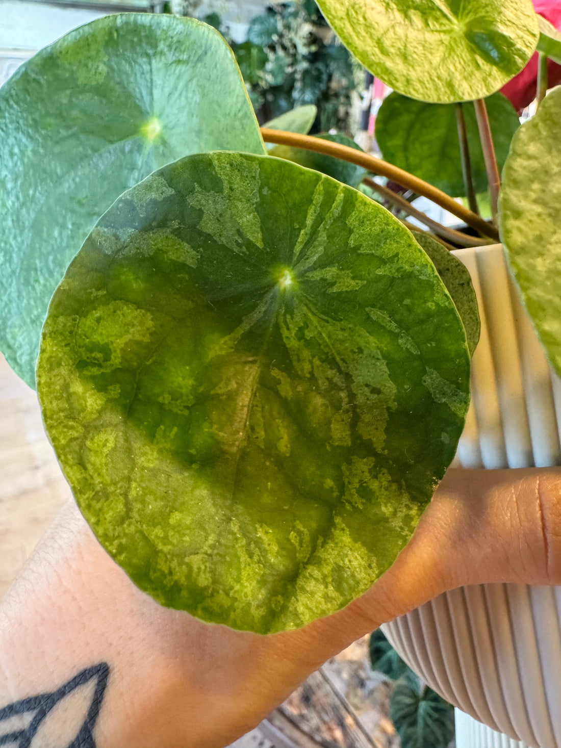 Pilea Mojito