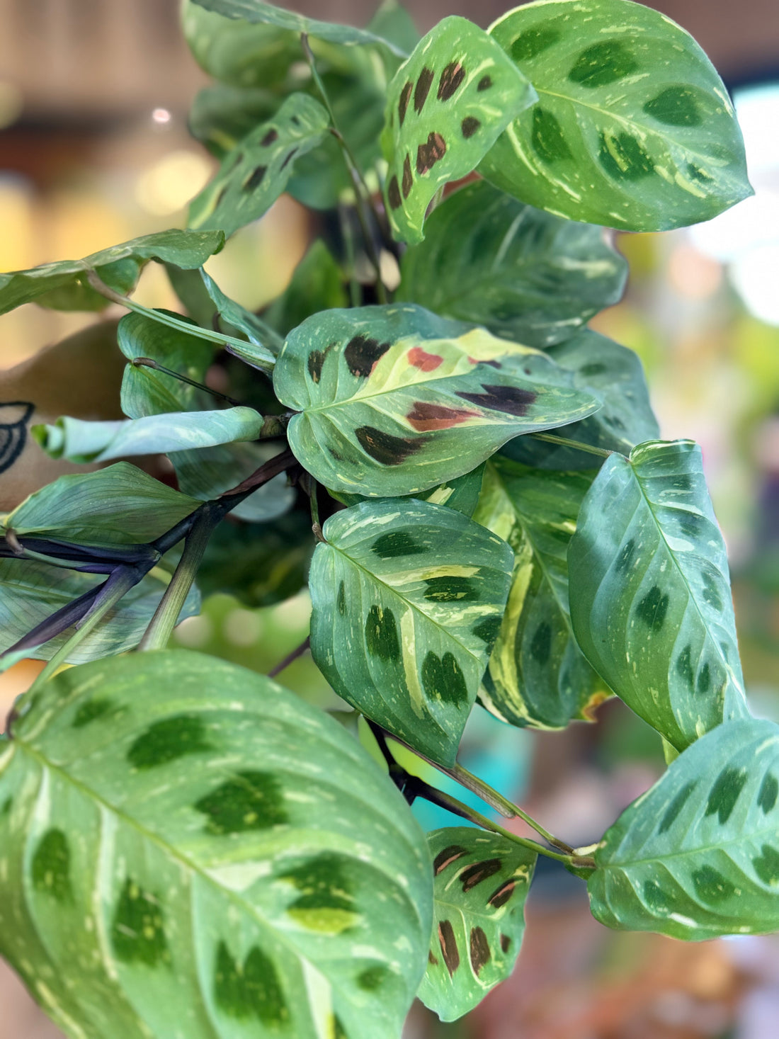 Maranta variegata