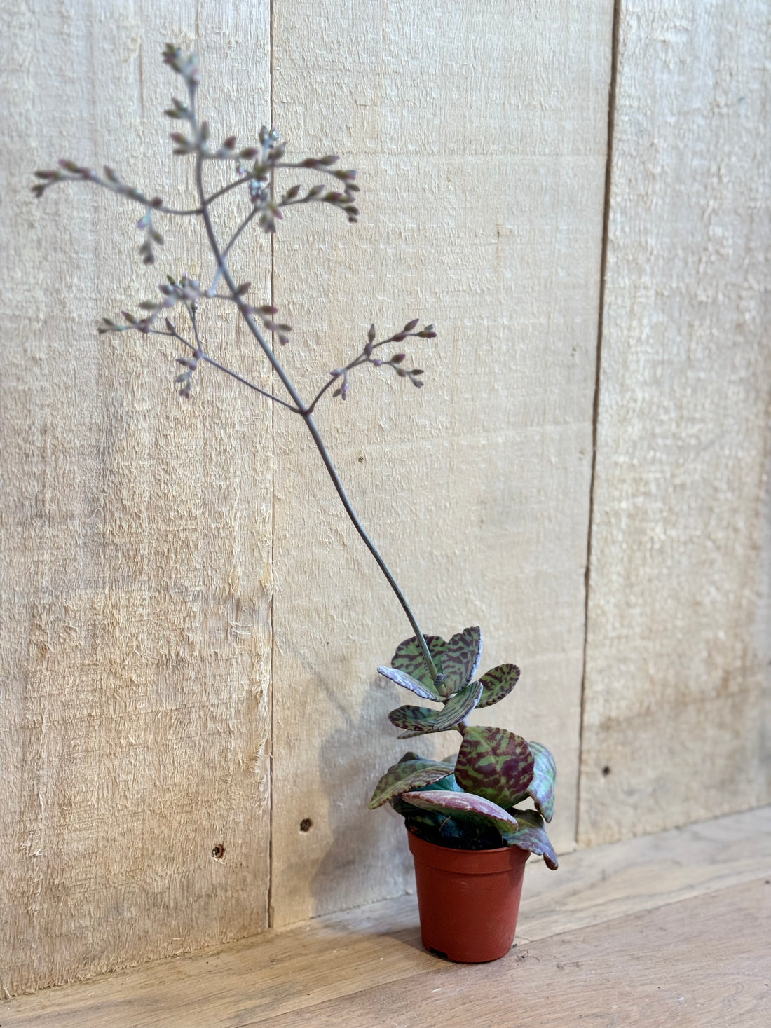 Kalanchoe humilie zebra