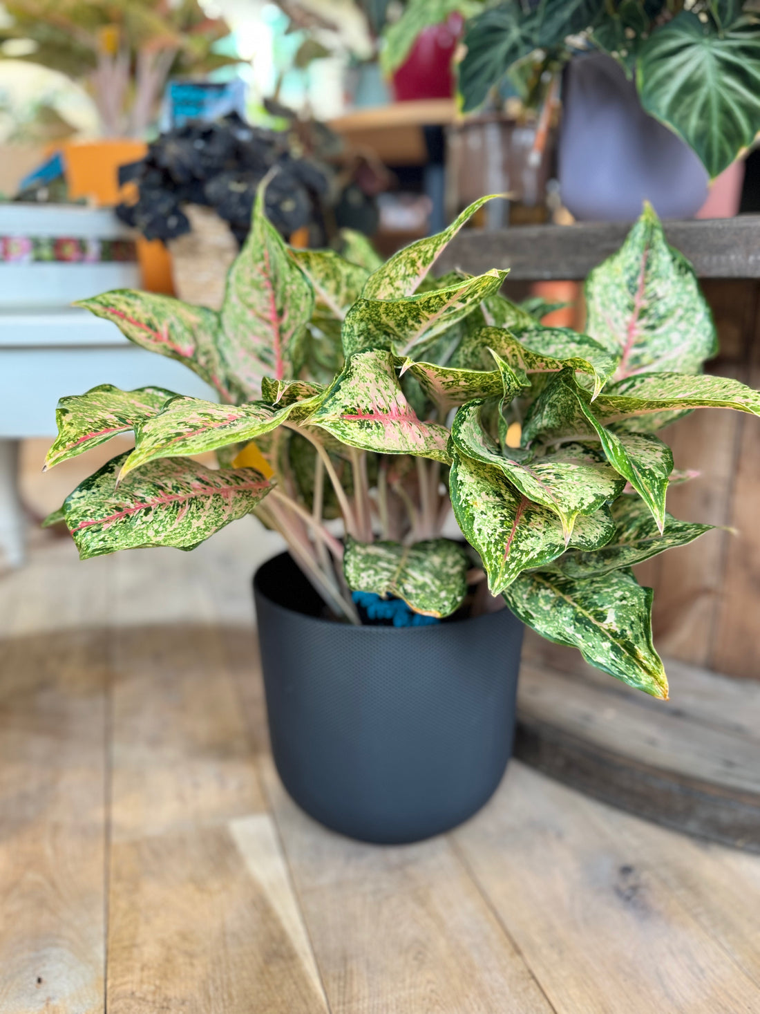 Aglaonema Pistacchio Pink