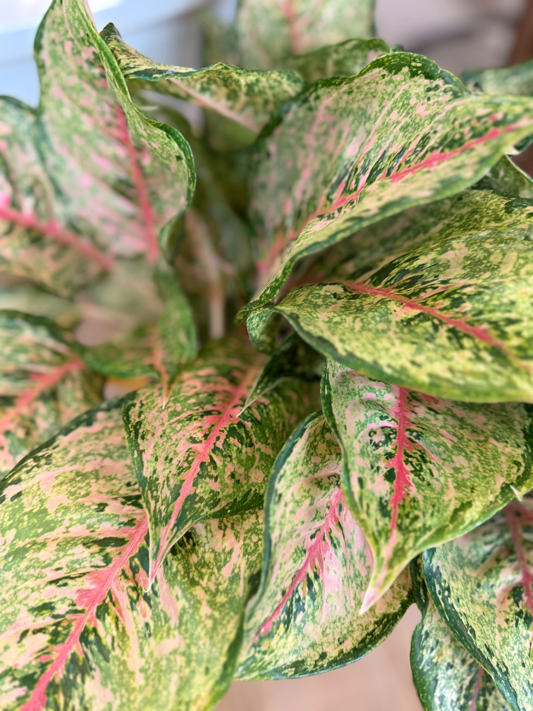 Aglaonema Pistacchio Pink