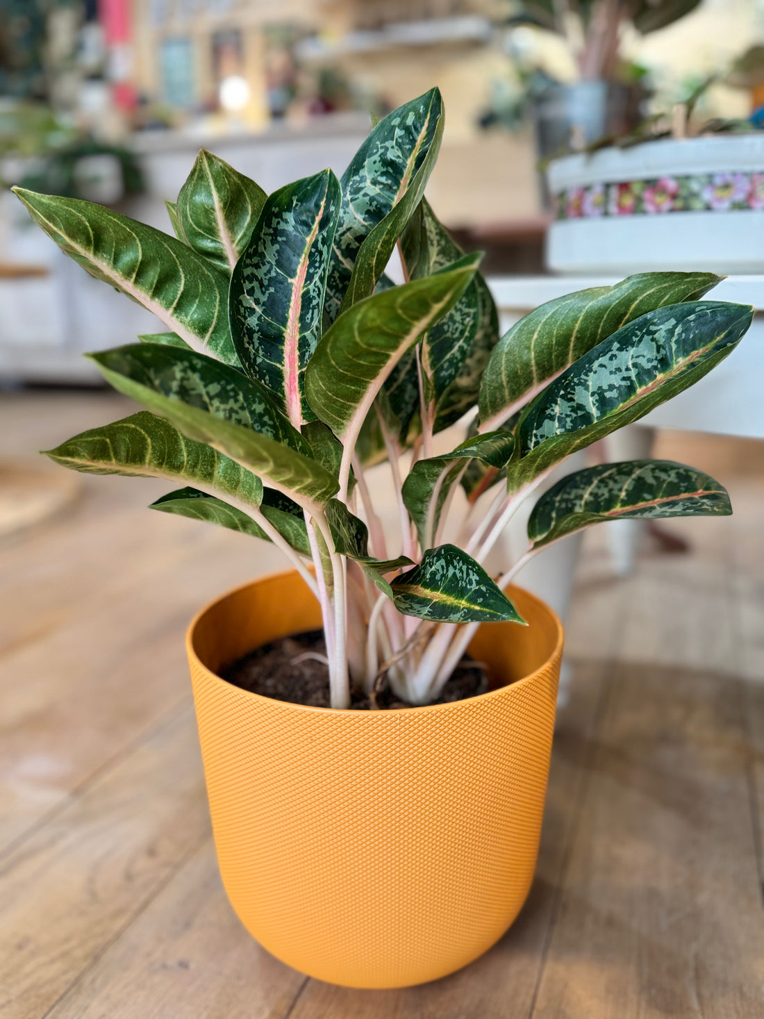 Aglaonema Orange Flame