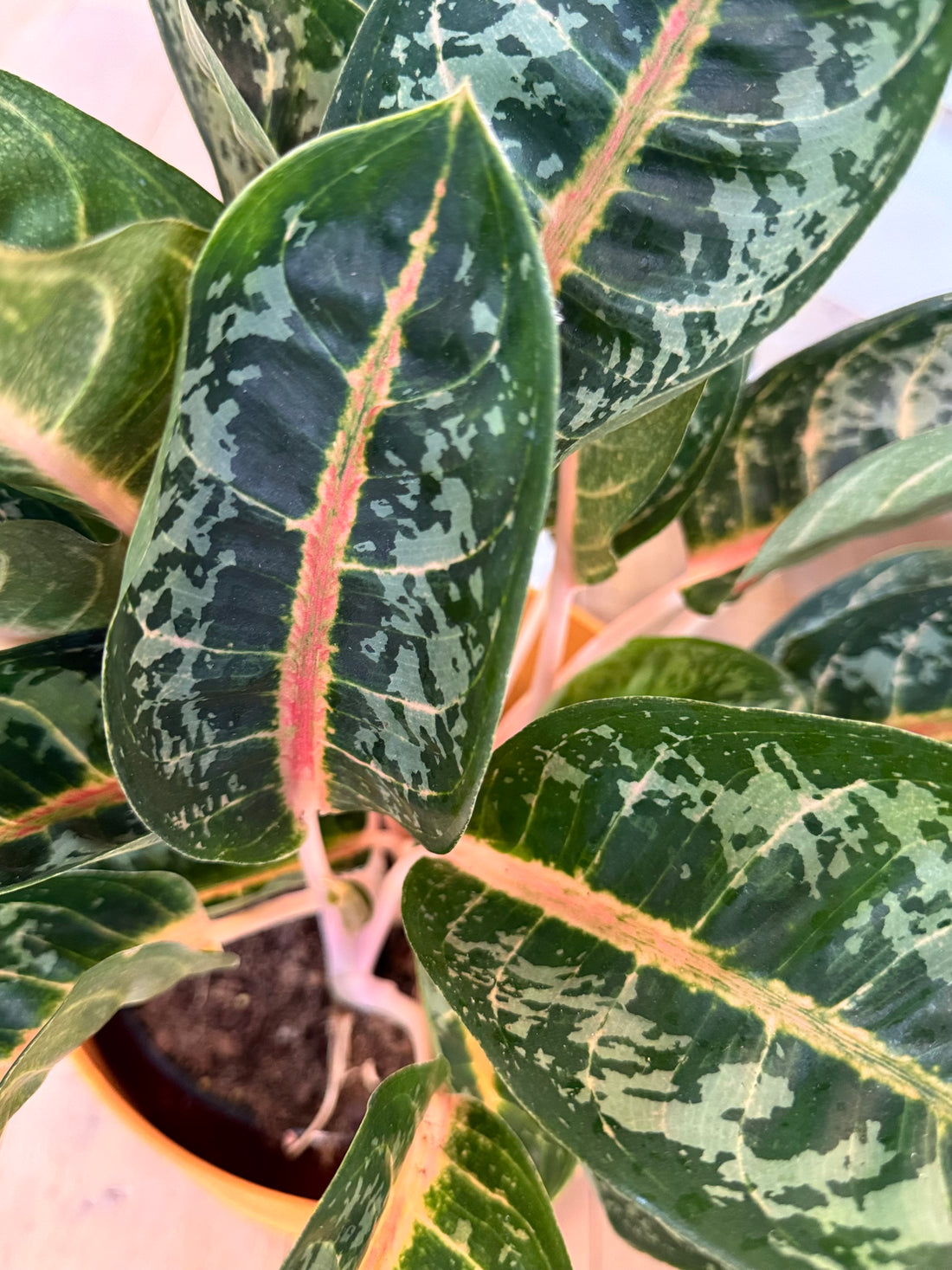 Aglaonema Orange Flame
