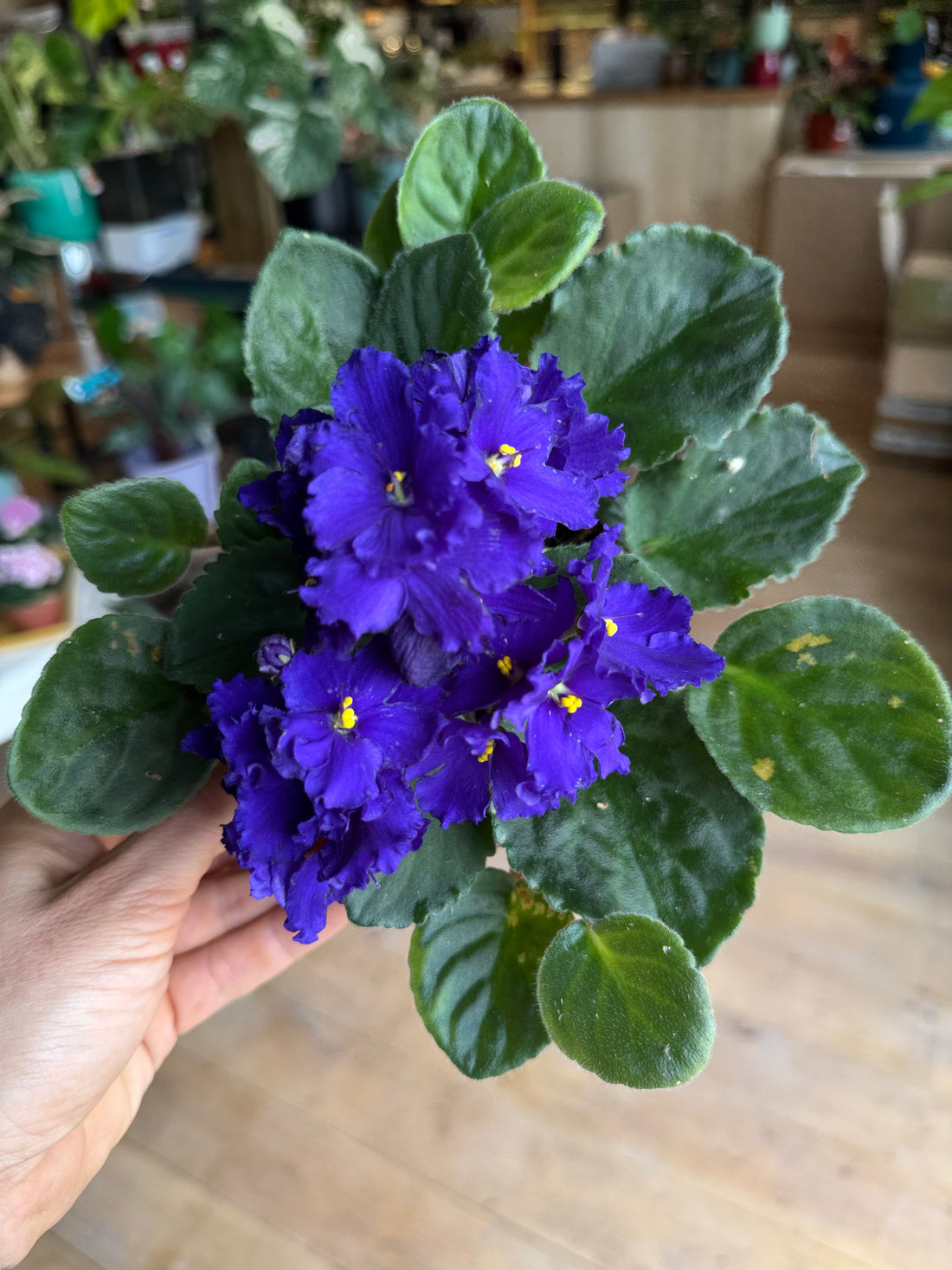 Saint Paulia ( plante choisie au hasard sans fleurs)