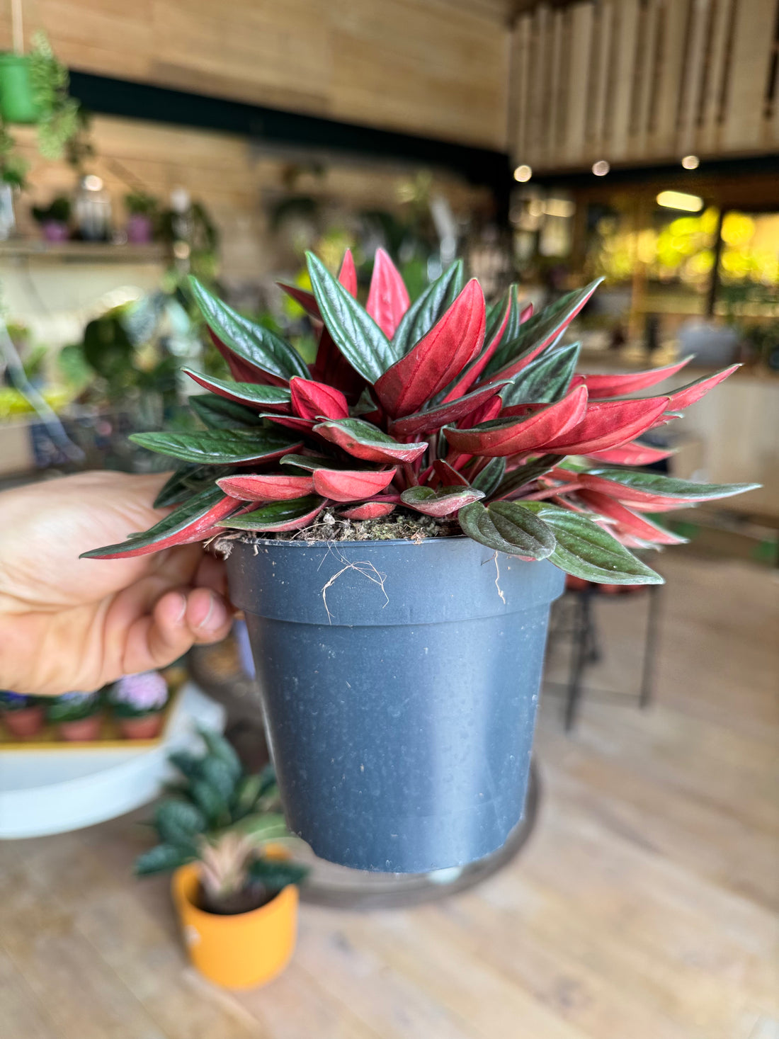 Peperomia Caperata Rosso