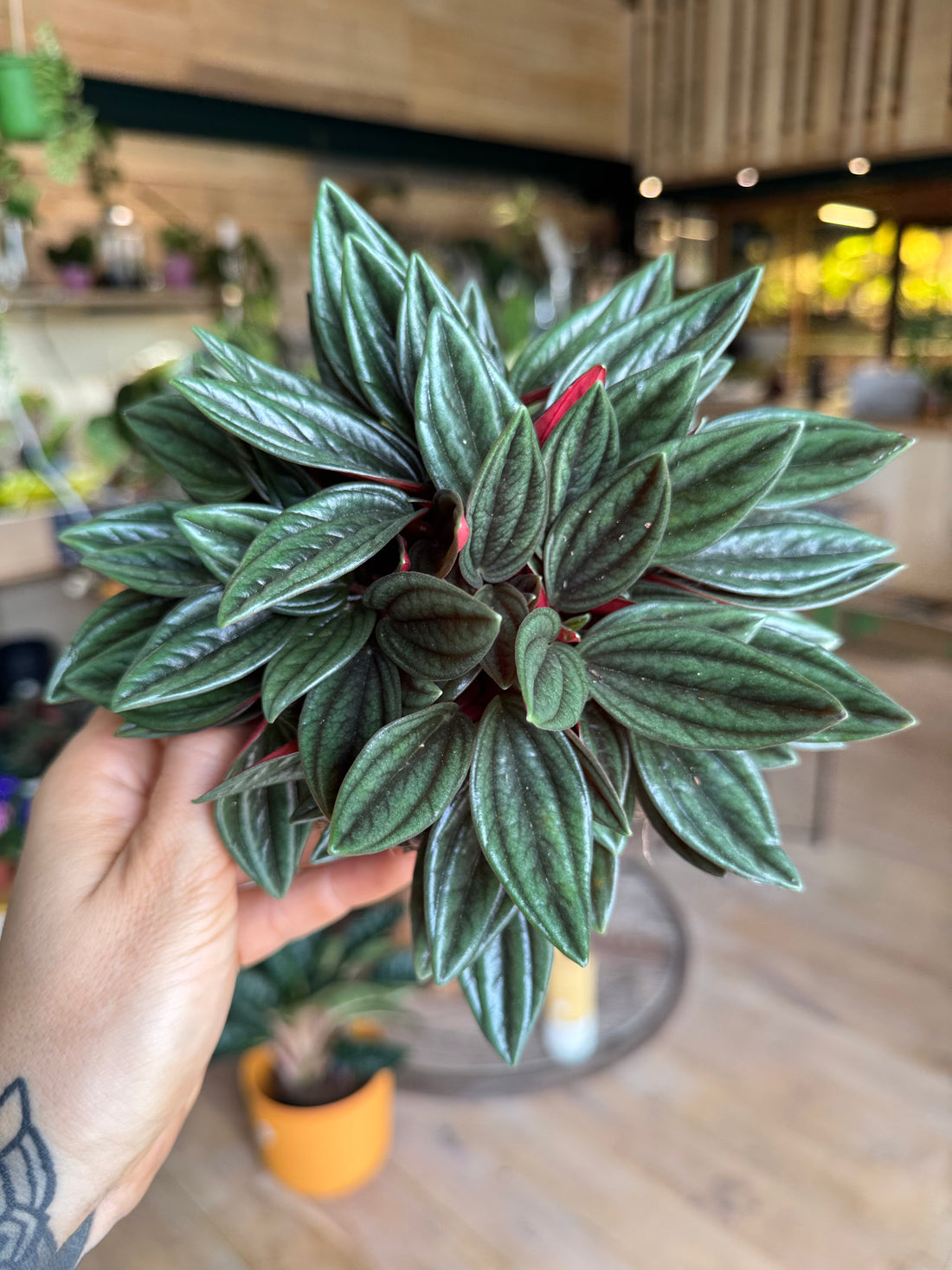 Peperomia Caperata Rosso