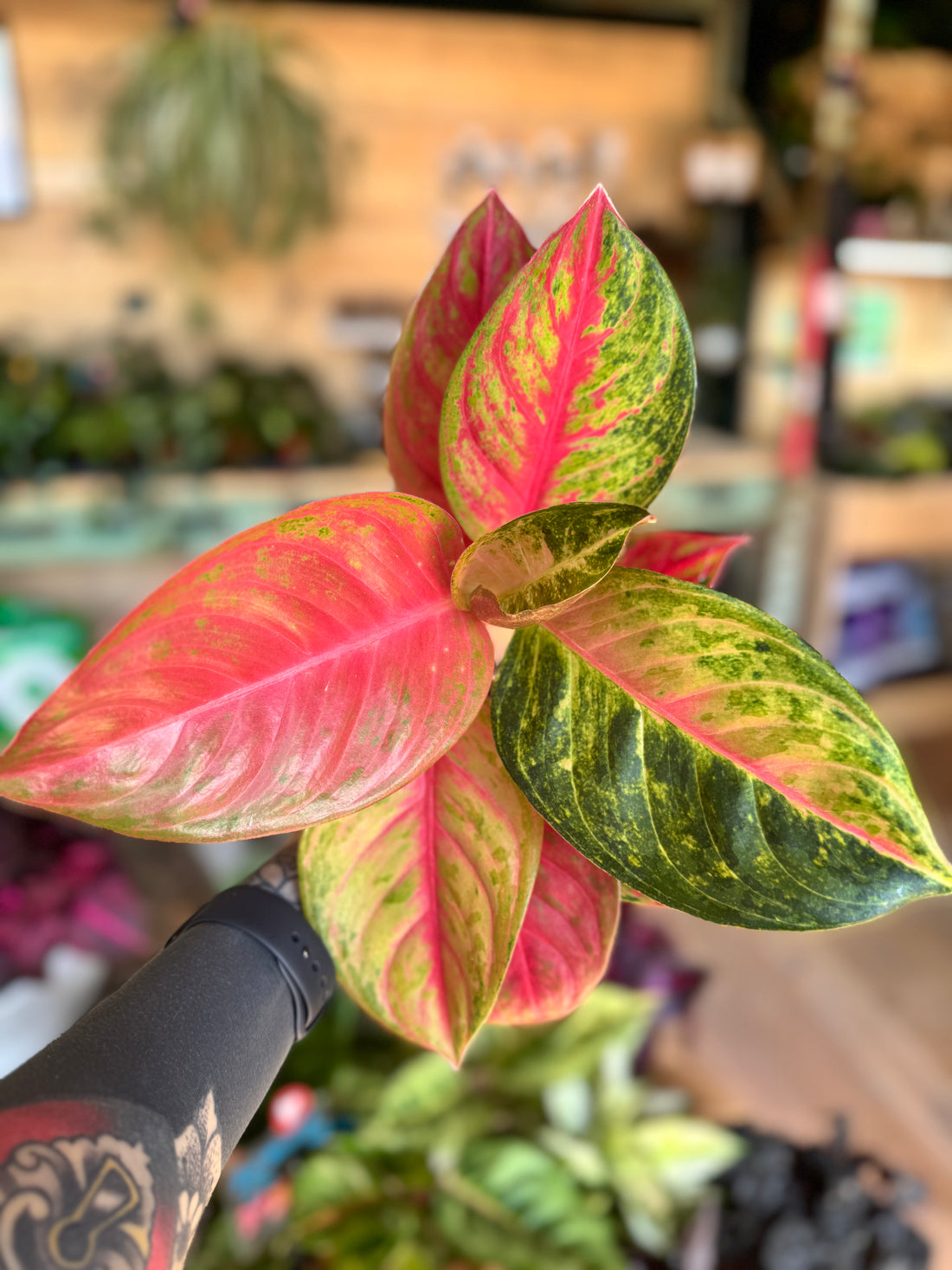 Aglaonemas Orange Star