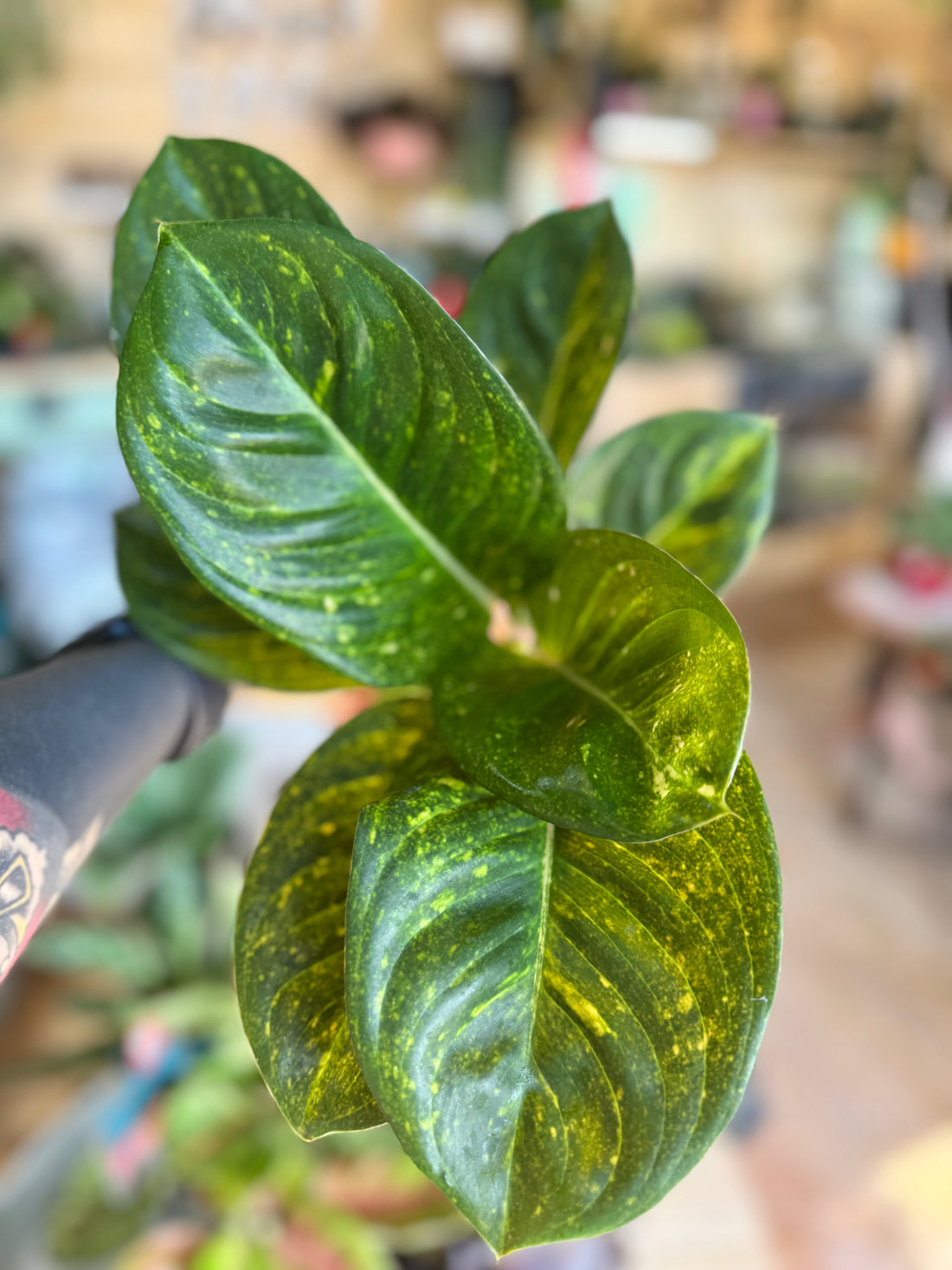 Aglaonema Apple Green