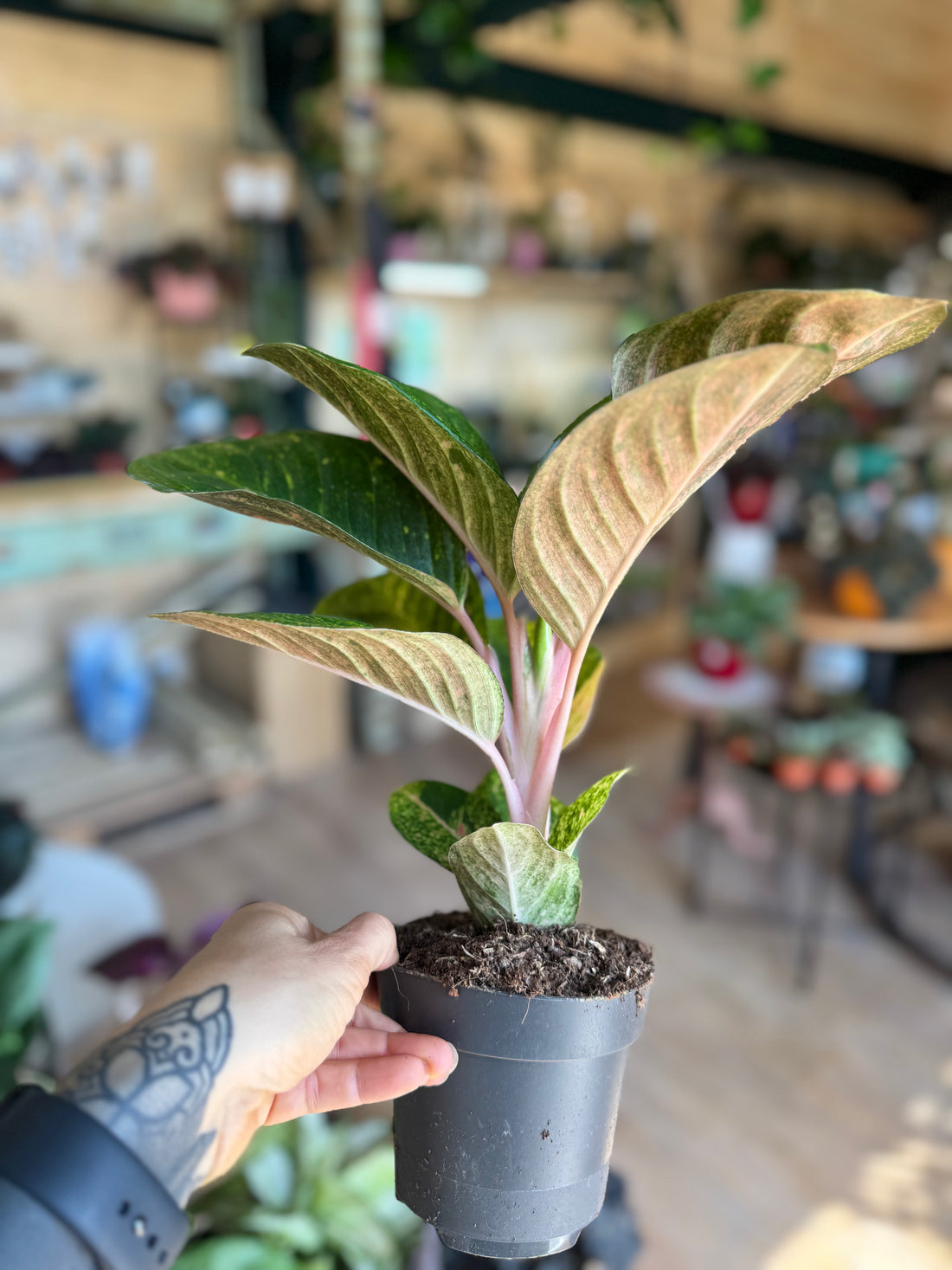 Aglaonema Apple Green