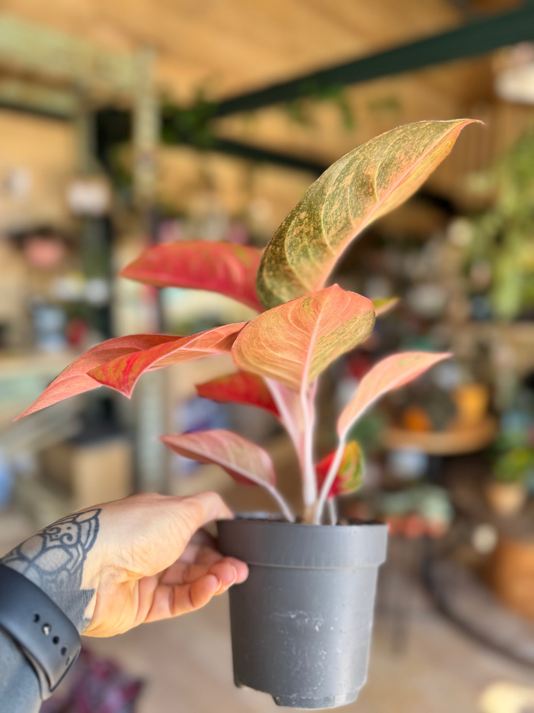 Aglaonemas Orange Star
