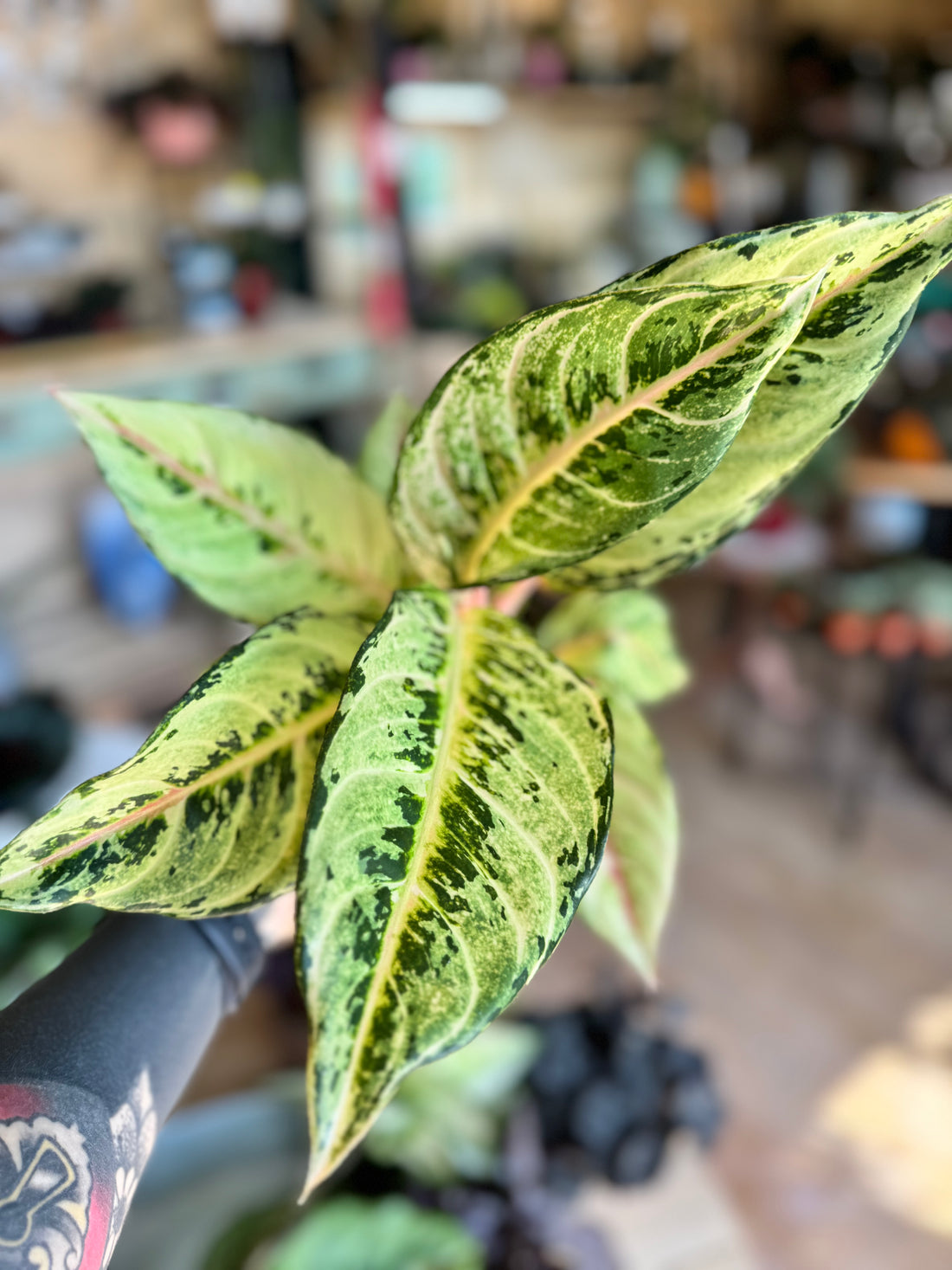 Aglaonema Cinderella