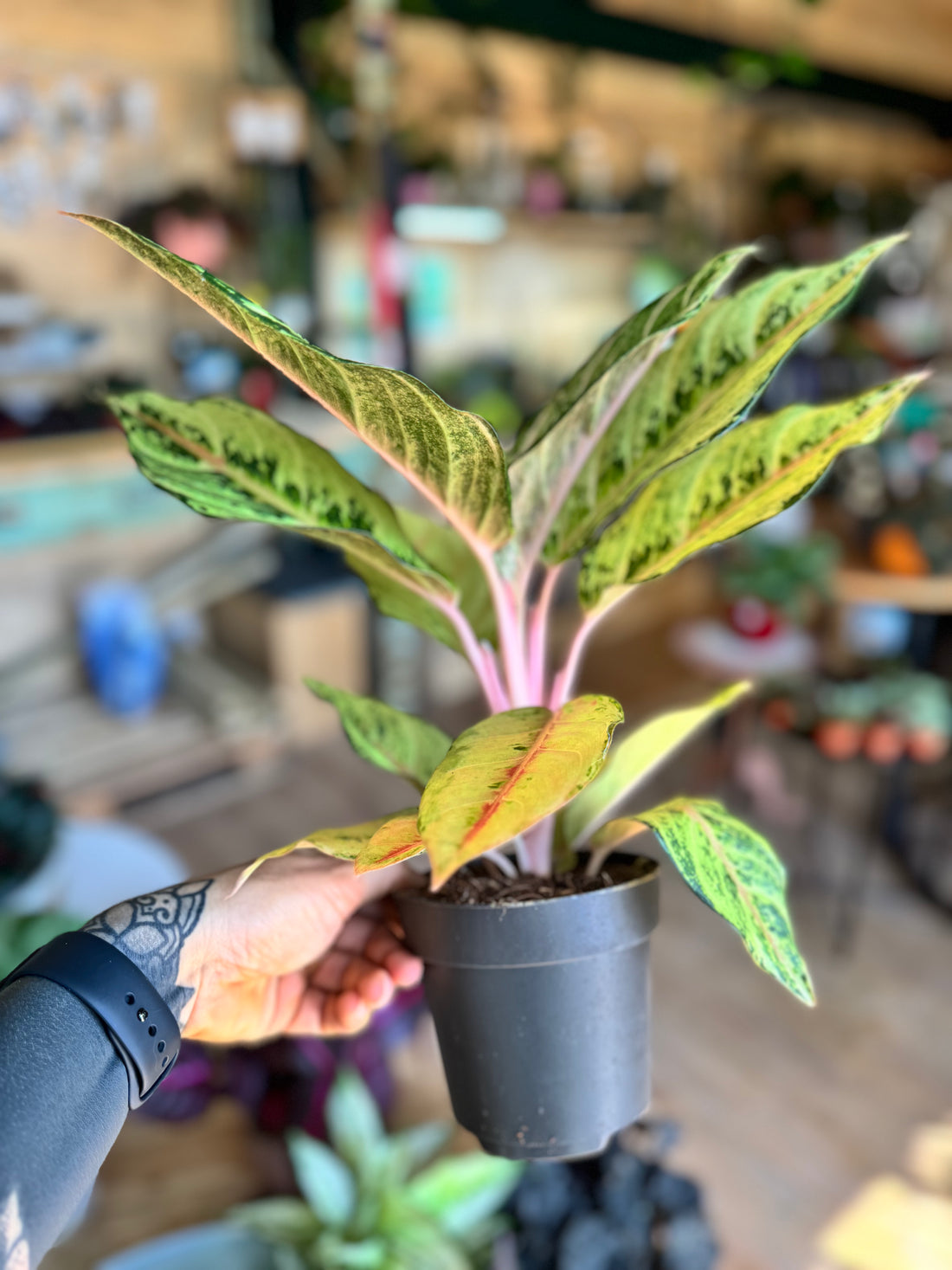 Aglaonema Cinderella