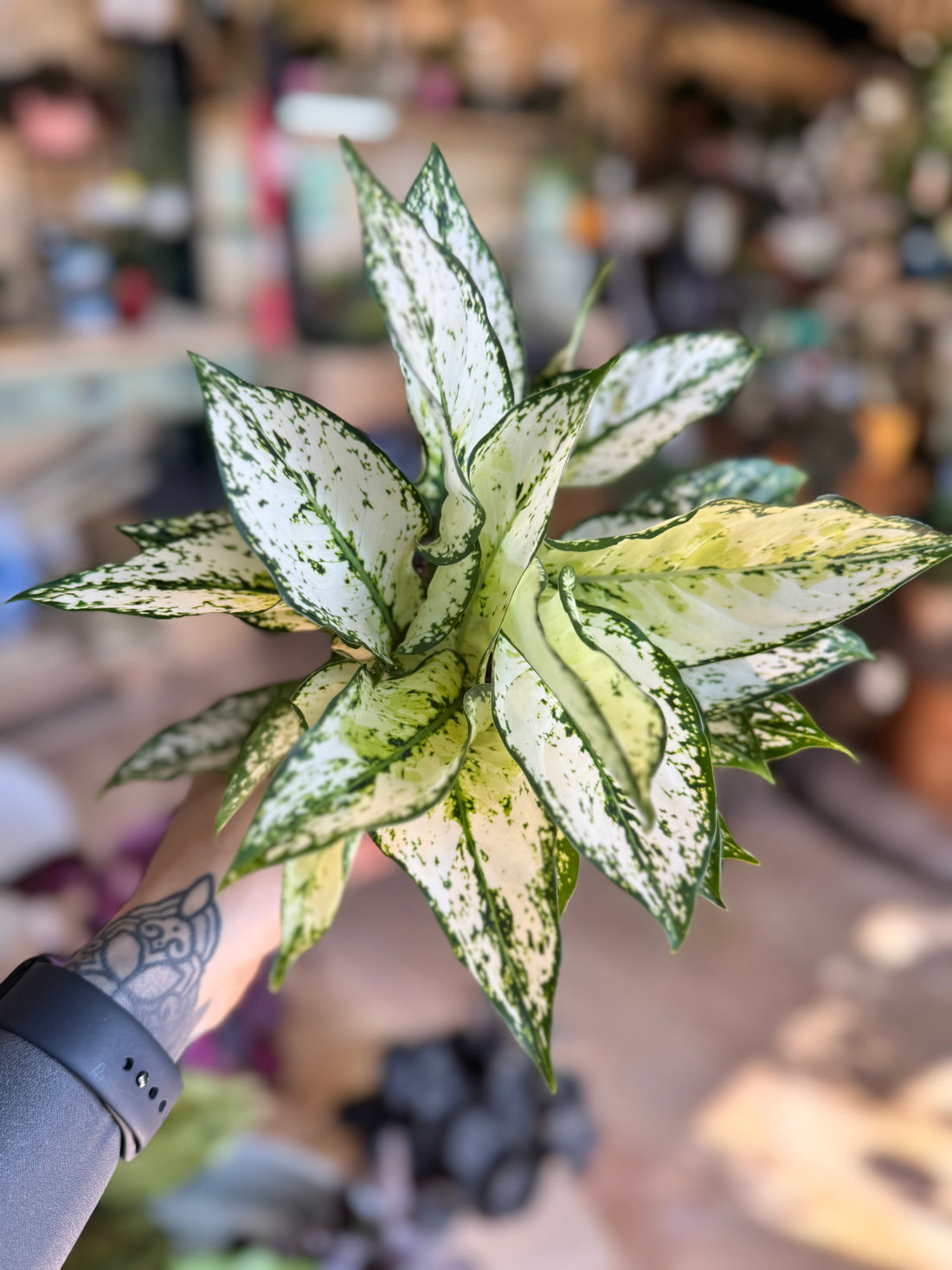 Aglaonema White kiwi