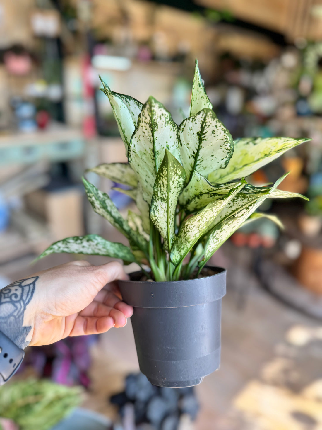 Aglaonema White kiwi