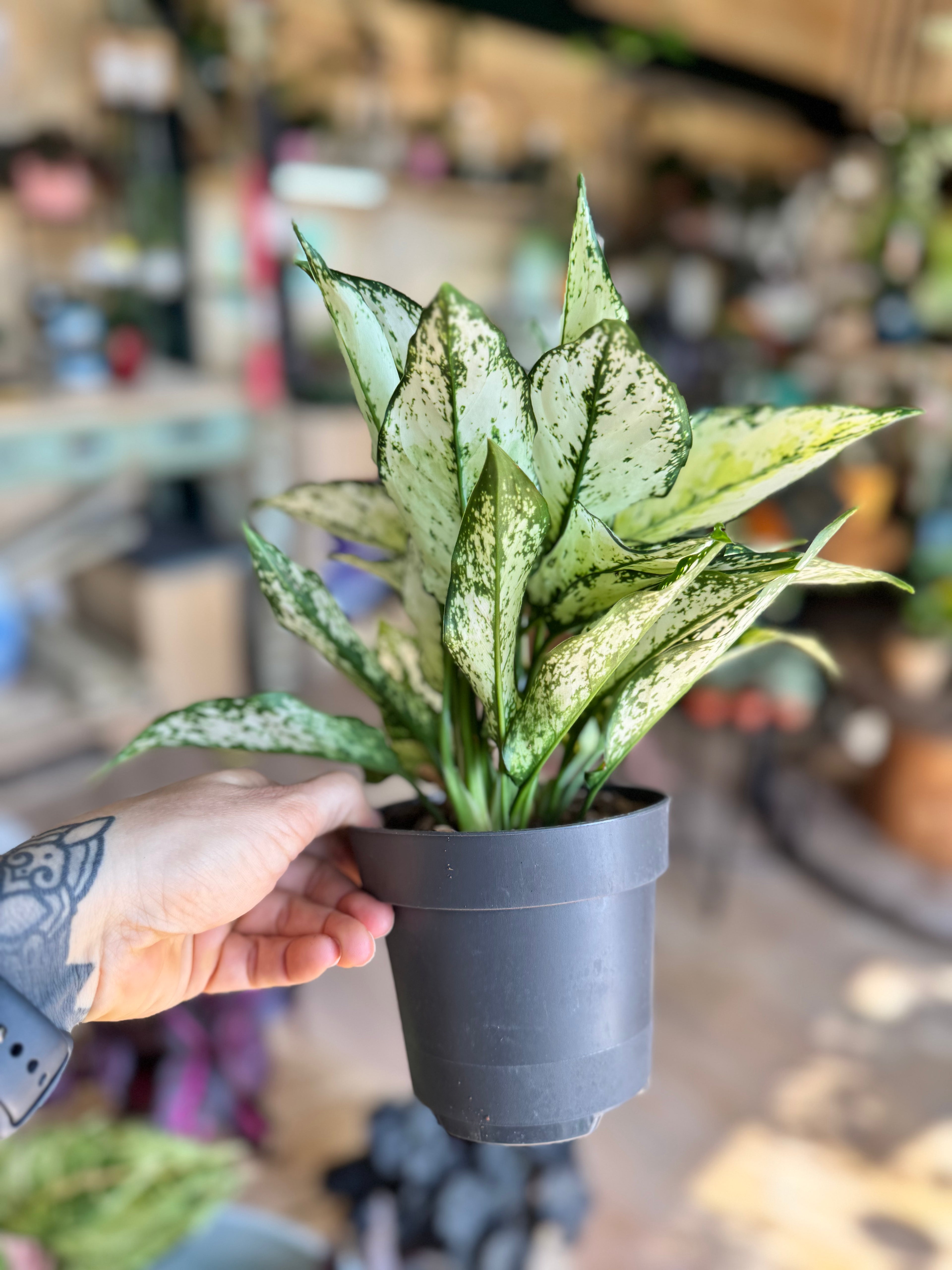 Aglaonema White kiwi