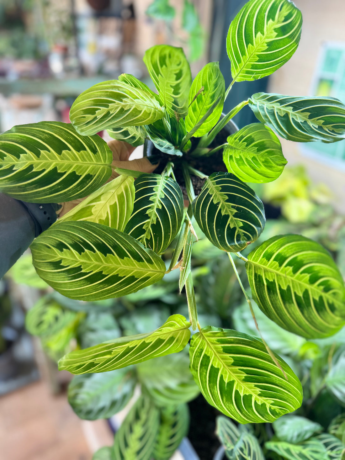 Maranta Lemon