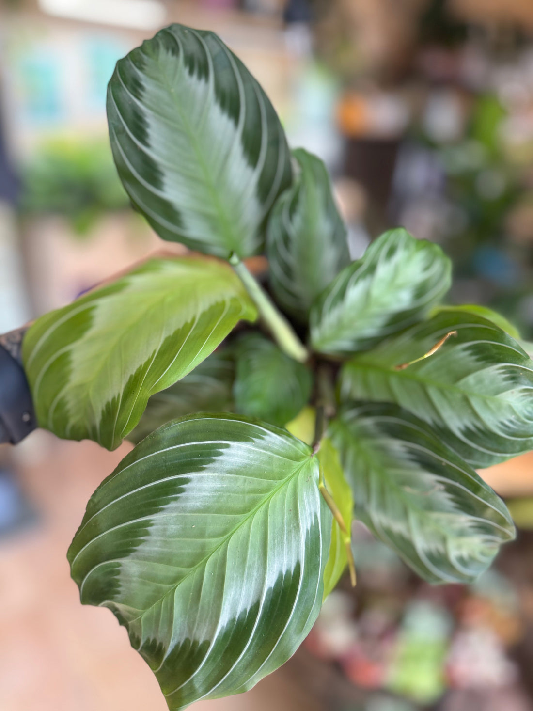 Maranta Grey