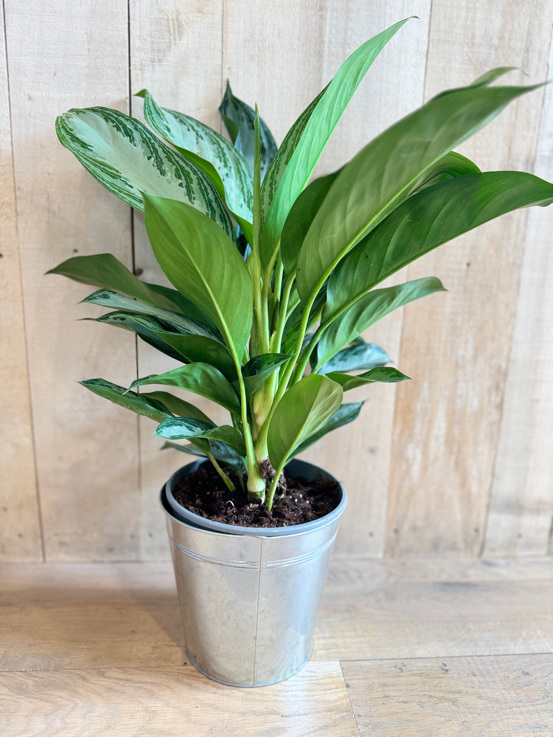 Aglaonema Argent Bay