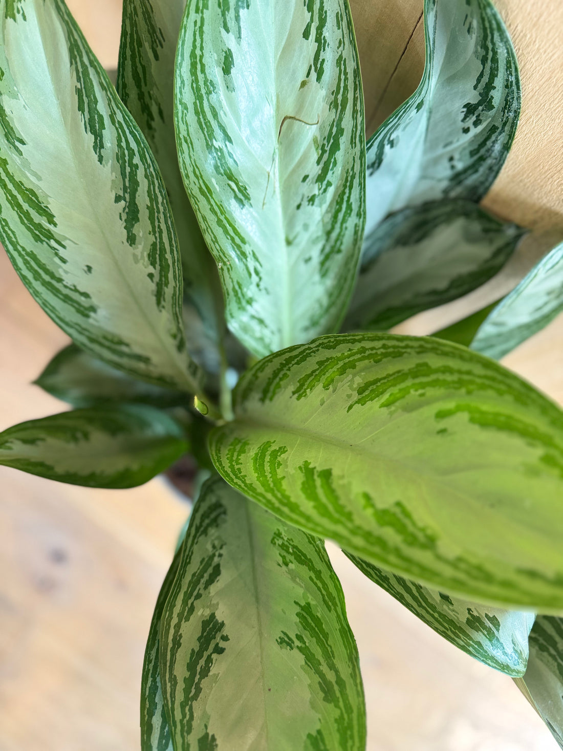 Aglaonema Argent Bay