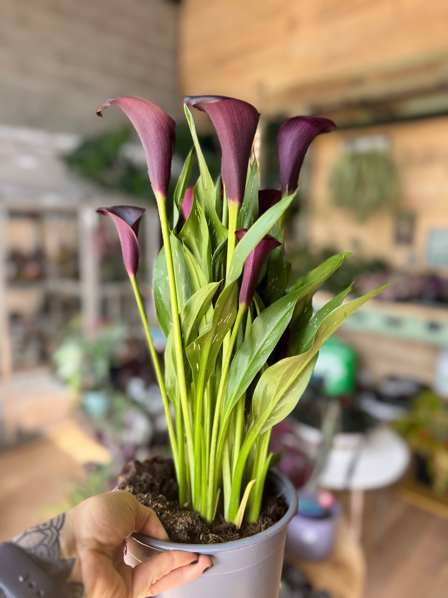 Zantedeschia Odessa