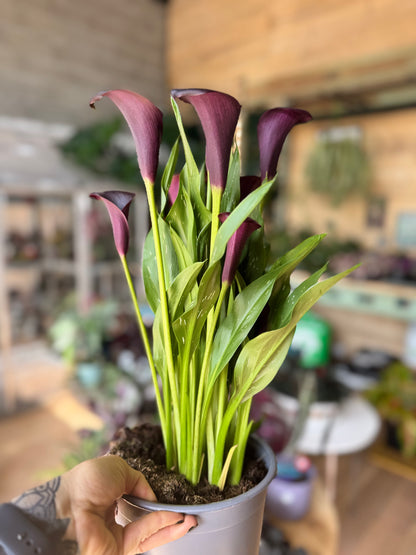 Zantedeschia Odessa