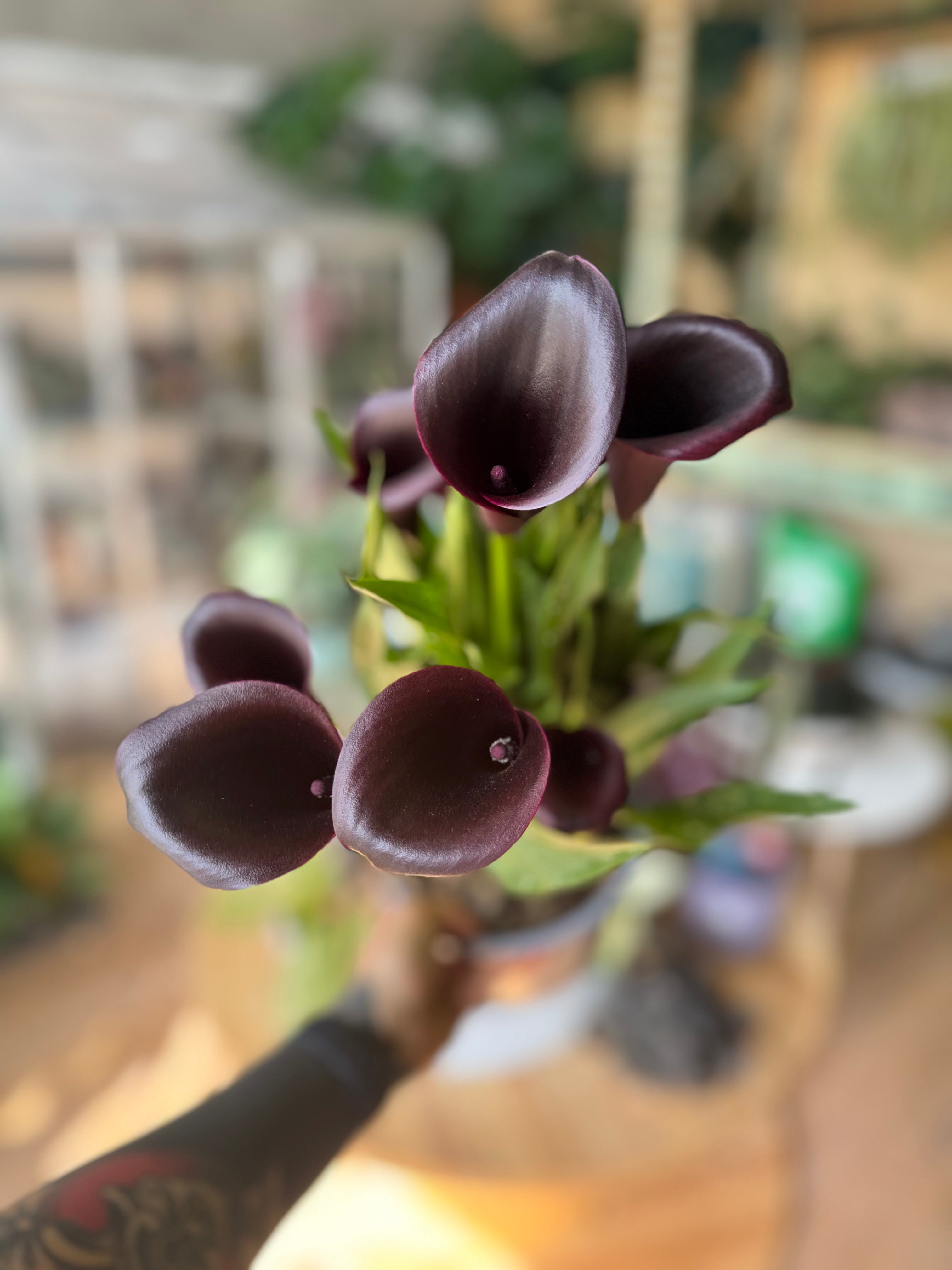 Zantedeschia Odessa