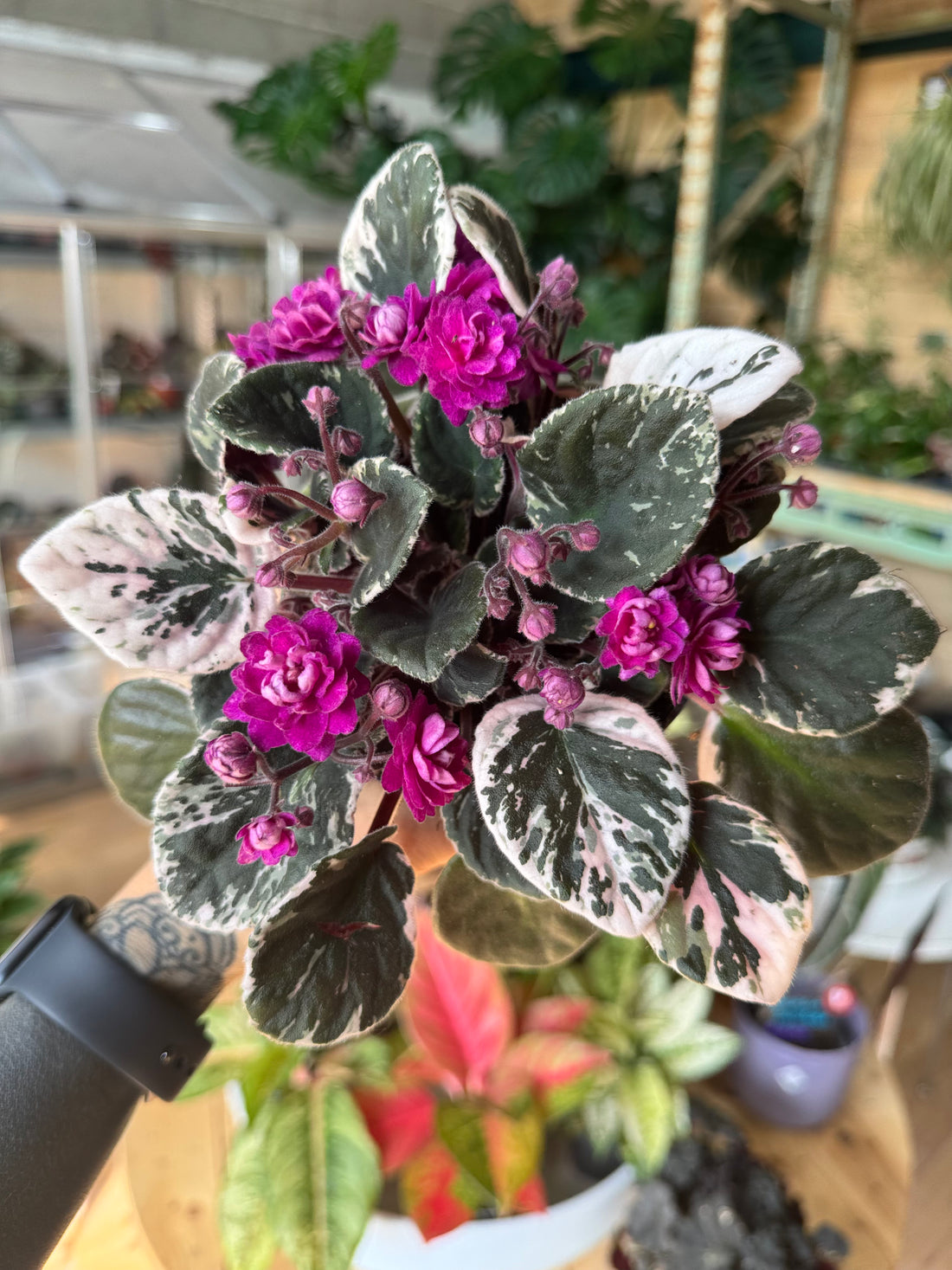 Saintpaulia Hovariegata