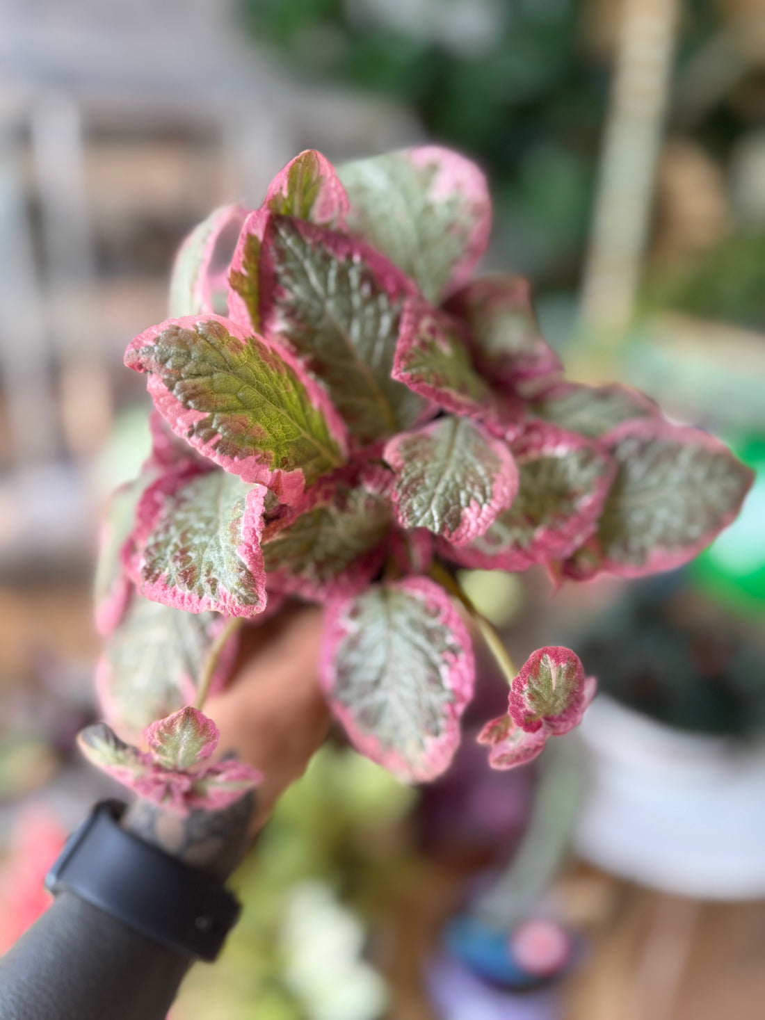 Episcia Pink Brocade