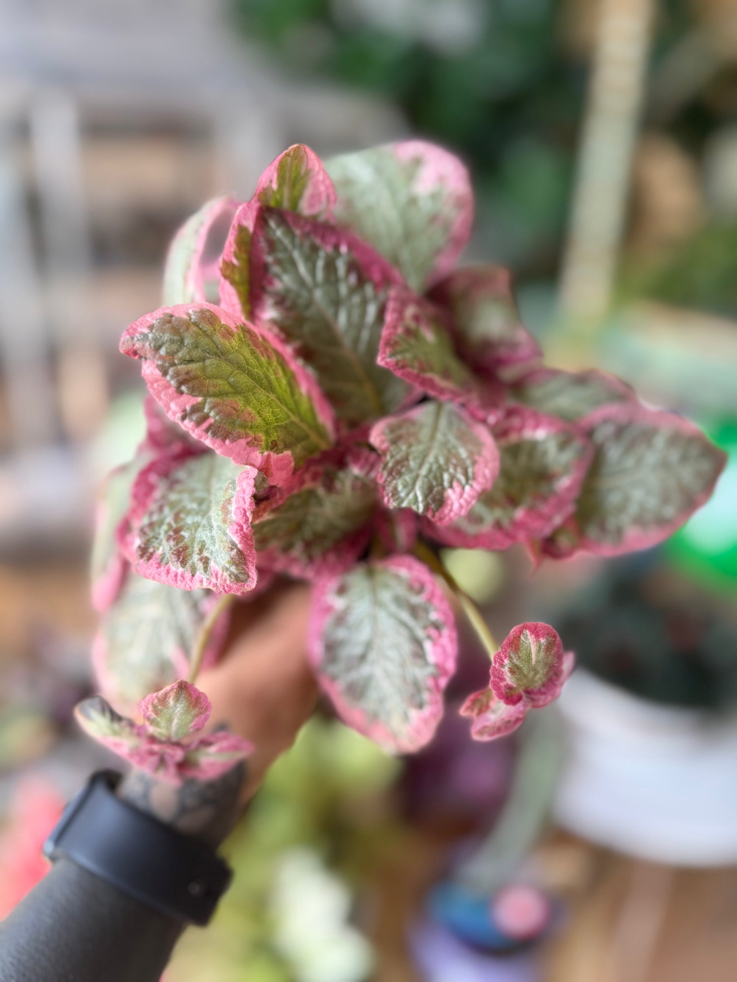 Episcia Pink Brocade
