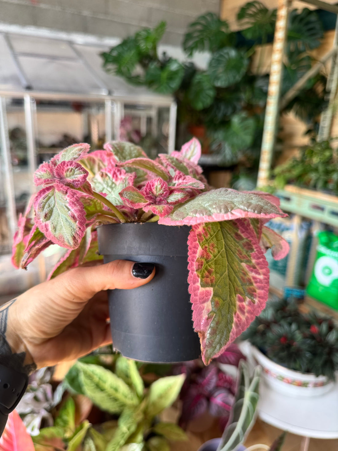 Episcia Pink Brocade