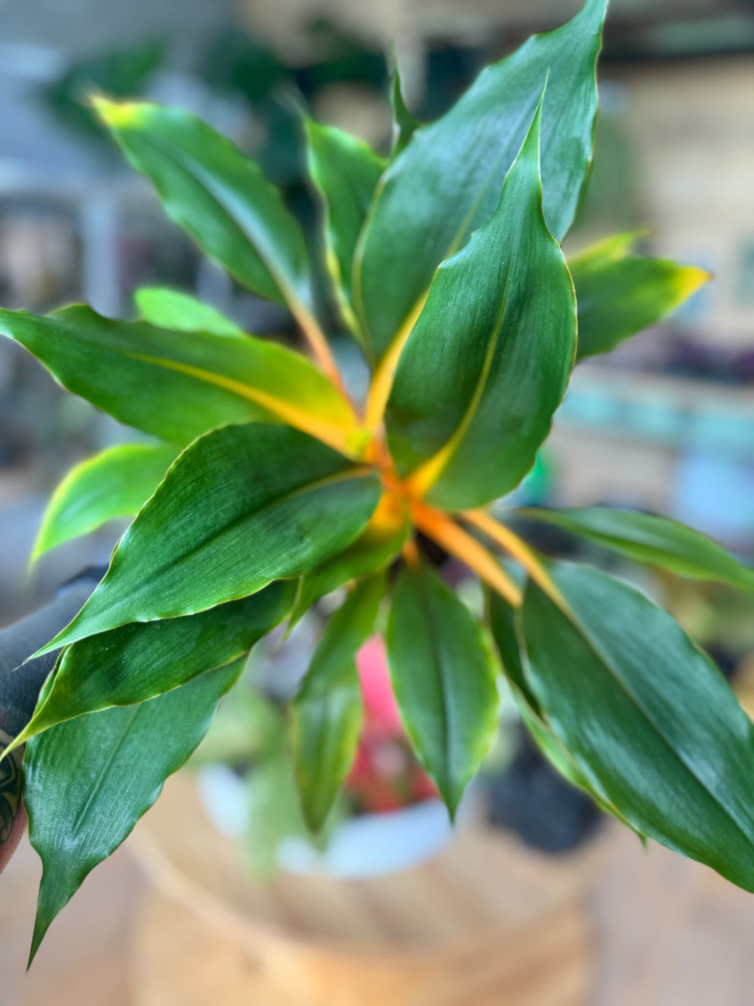Chlorophytum Green Orange