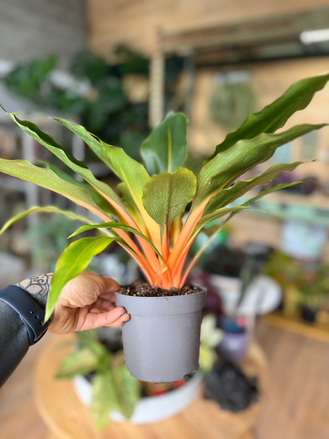 Chlorophytum Green Orange