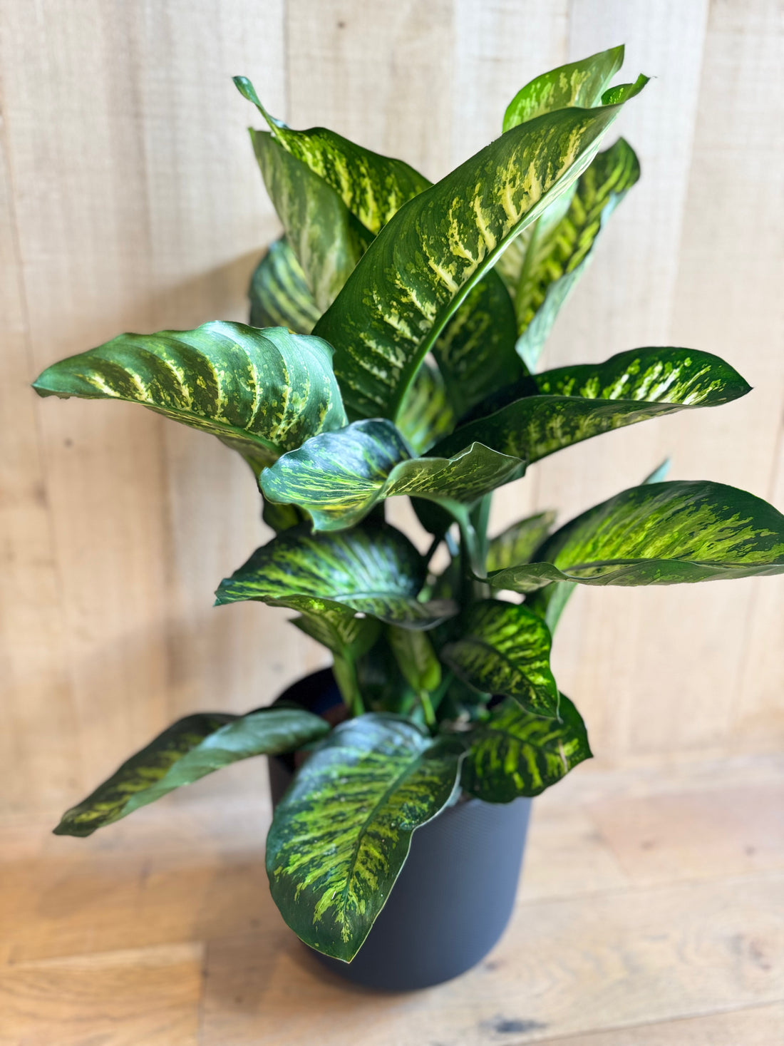 Dieffenbachia Maroba