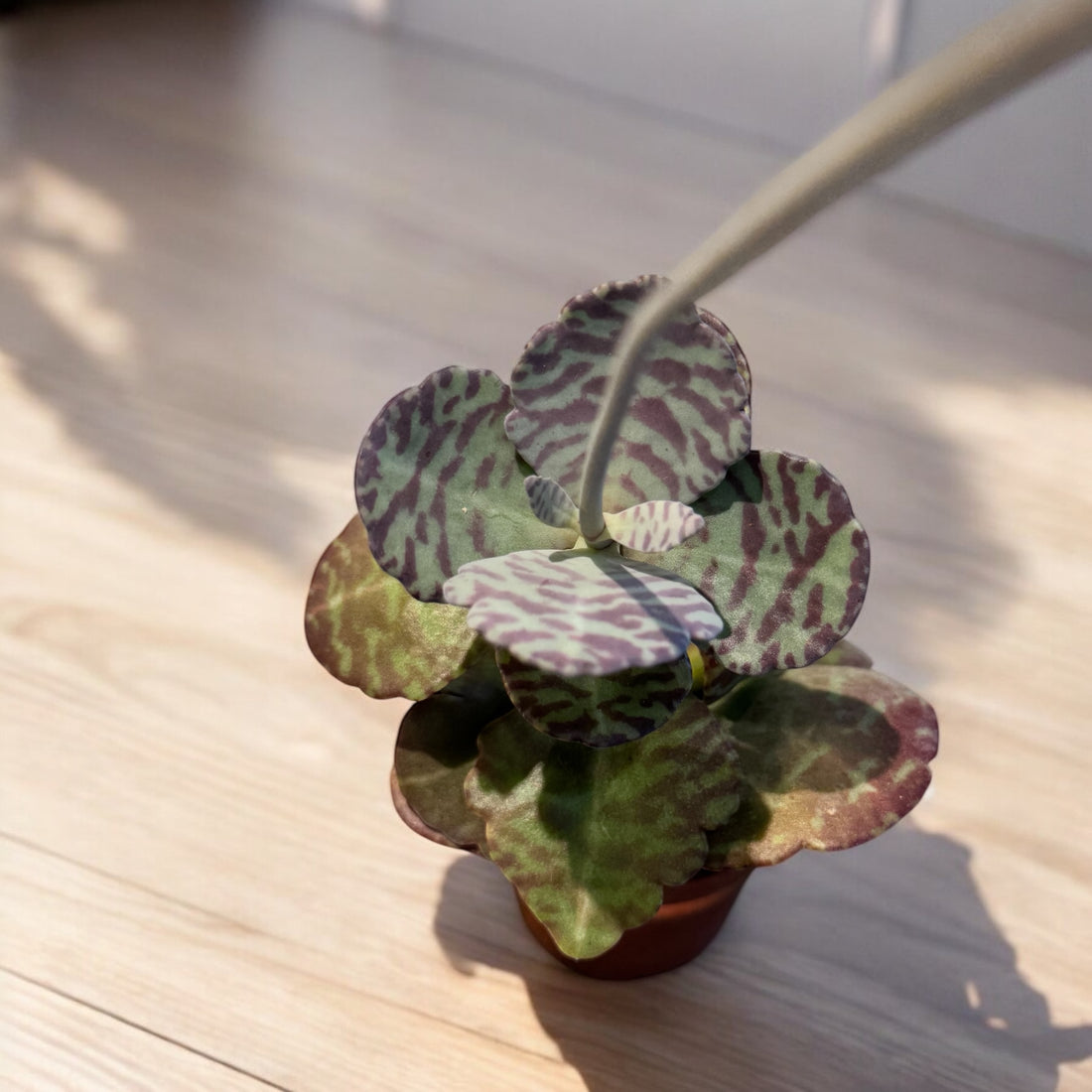 Kalanchoe humilie zebra